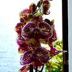 Apartman Casa Al - Lakefront Two-storey On Promenade *